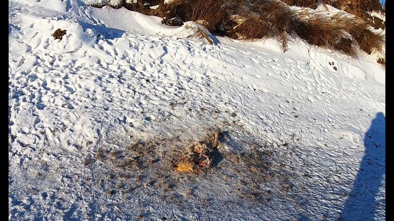 Рыбалка на щуку 2024 река Амур. Что случилось с Козликом? смотреть онлайн