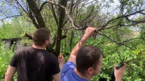 Пилим старые ветки на абрикосе( пилой и секатором)