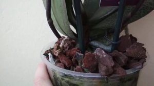 Орхидея Парфюмерная Фабрика Бабочка!