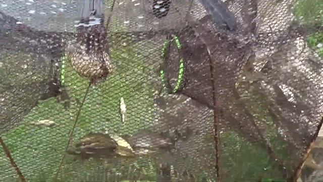 Ловим малька на мордушу(раколовку). смотреть онлайн