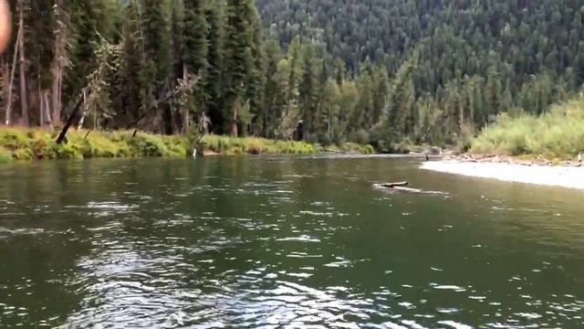 Птица водоплавающая, неопознанная смотреть онлайн