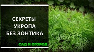 Технология выращивания сочного укропа без зонтиков
