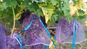 Калининградский виноград. Лёлик.