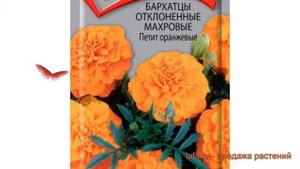 Бархатцы отклоненный Петит оранжевые ? обзор: как сажать, семена бархатцев Петит оранжевые