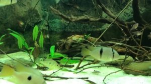 American cichlids biotope 450L (update)