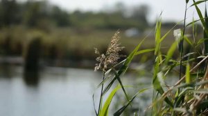 ФУТАЖ Камыши-2