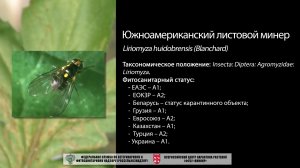 Южноамериканский листовой минер (Liriomyza huidobrensis (Blanchard))