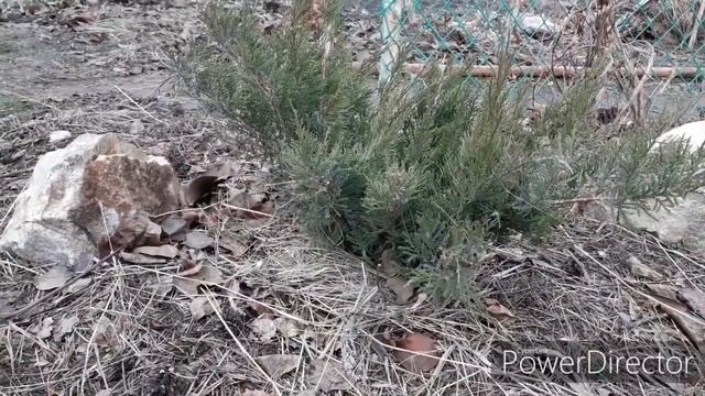 Влагозарядковый полив и мульчирование.  Нужны ли?.... смотреть онлайн