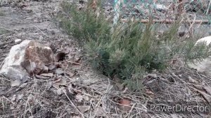 Влагозарядковый полив и мульчирование.  Нужны ли?....
