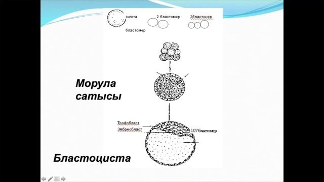 Эмбриология
