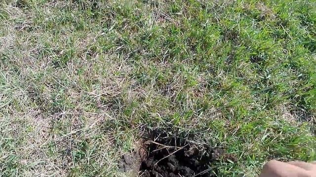 Прогулка с металлоискателем. Весёлые копатели.
