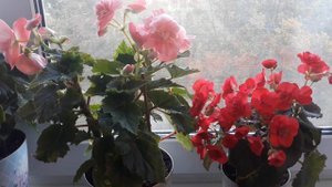 БЕГОНИЯ НЕ ЦВЕТЕТ?! ?ПОЧЕМУ, КОГДА МНЕ ПЛОХО - Я ВСЕМ РЕЗКО НУЖНА/?♀️ЛЮДИ, ГДЕ ВАШЕ ЧУВСТВО ТАКТА?