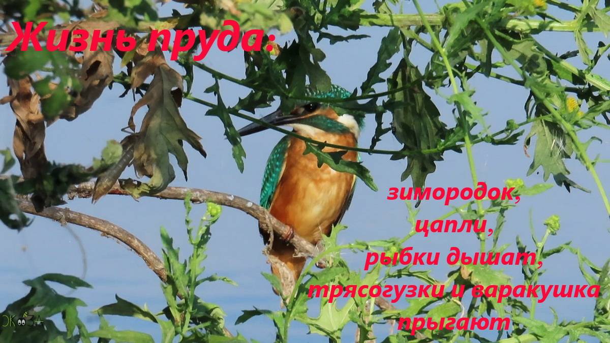 Жизнь пруда: зимородок, вода "кипит" рыбками, цапли, трясогузки белая и желтые, варакушка 29.07.24