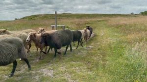 "Одинокий пастух" - композитор Джеймс Ласт | "The Lonely Shepherd" - composer James Last