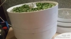 Положено начало заготовок овощей: э/сушилка БелОМО