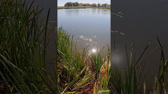 ТРОФЕЙНЫЙ АМУР 🏆 смотреть онлайн