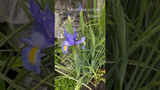 Iris “Blue Magic” - Starting To Bloom April 30