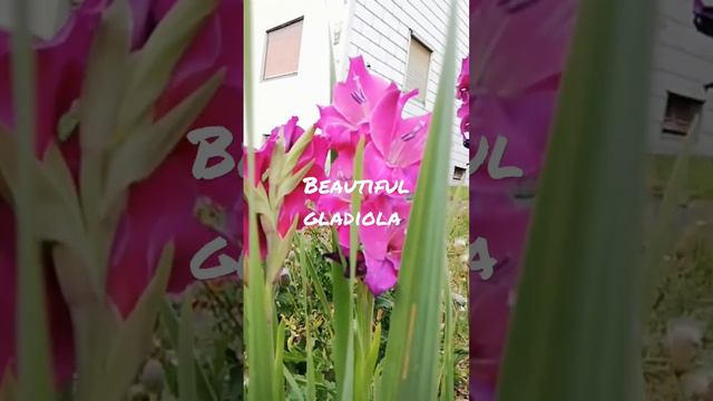 #beautiful #gladiola #flowers #blooming #blossoms #naturelovers #naturephotography #shortvideo #wow