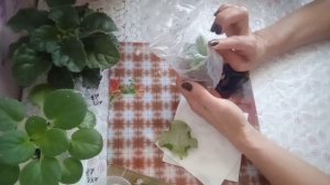 Как укоренить вялый листик фиалки? Мой опыт. Фиалки у Алисы.