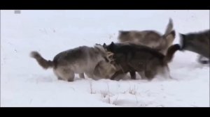 Wolf Pack vs 2 coyotes