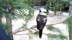 Кукабарра 11.10.2023