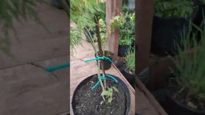 Японские клены
