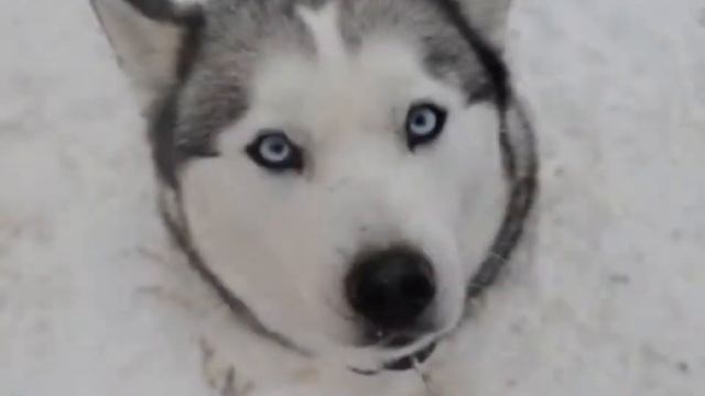 Хаски с Аляски. Сказка в стихах смотреть онлайн