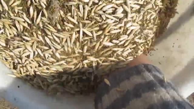 Сію люцерку з вівсяним підсівом смотреть онлайн