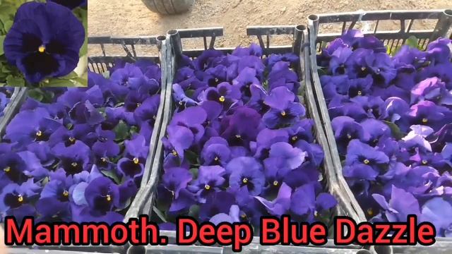 Лучшие сорта Виолы на сезон 2022/ ДАЖЕ СОБРАННЫЕ СЕМЕНА ИЗ ЭТИХ СОРТОВ, ЛУЧШЕ ЧЕМ МНОГИЕ проф.семен смотреть онлайн