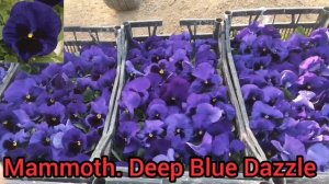 Лучшие сорта Виолы на сезон 2022/ ДАЖЕ СОБРАННЫЕ СЕМЕНА ИЗ ЭТИХ СОРТОВ, ЛУЧШЕ ЧЕМ МНОГИЕ проф.семен