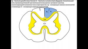 Проводящие пути спинного мозга.