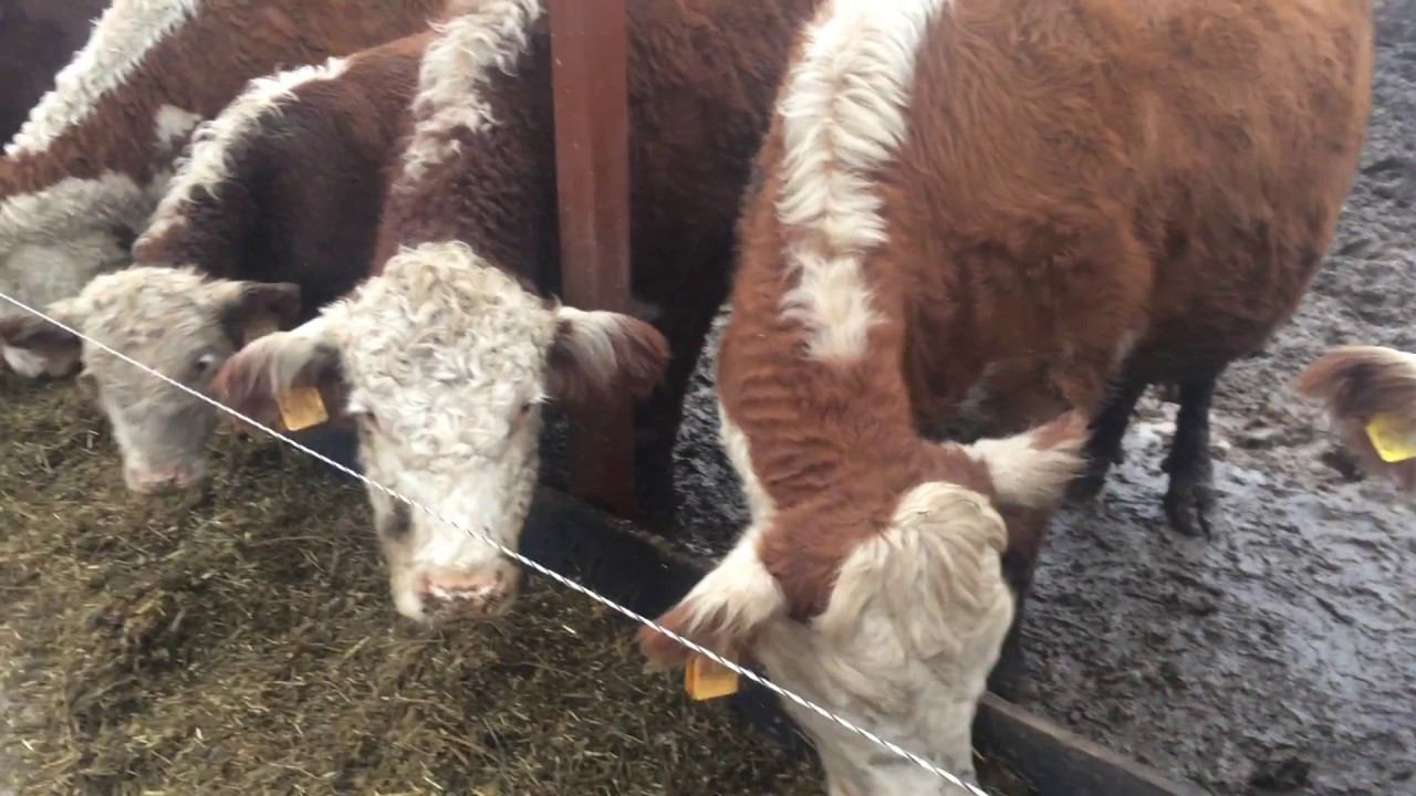 Новая линия кормления для герефордов в КФХ "Герефорд"