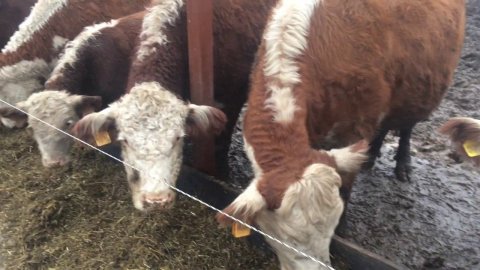 Новая линия кормления для герефордов в КФХ "Герефорд"