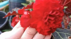 Colorful and fragrant garden Begonias: choosing for colour or for fragrance? A review of 6 varietie