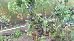 ЭКЗОТИЧЕСКИЙ ТОМАТ ГОЛУБАЯ СТАРИЦА. Ольга Чернова.