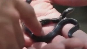 10 Мутантов Чернобыля Снятых на Камеру