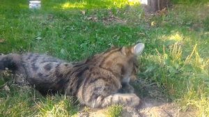 Кот поймать земляную крысу