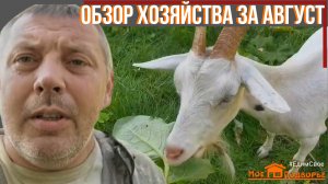 Обзор хозяйства в августе: козы, бараны, дюрки, гуси и все...все...все. "Мое Подворье"