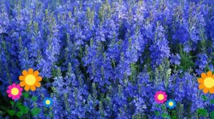 Вероника большая Роял Болю (Royal Blue). Краткий обзор, описание характеристик, где купить саженцы