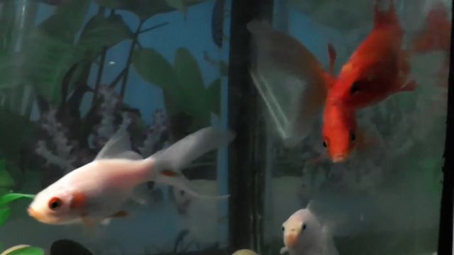 АКВАРИУМНЫЕ РЫБКИ КОМЕТА (молодые) Comet fish смотреть онлайн