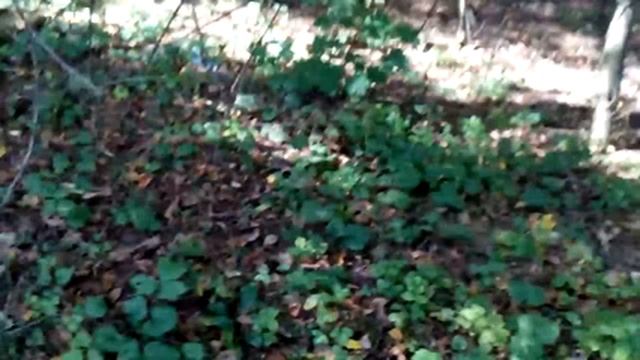 По грибы .Маслята (подъельники) смотреть онлайн