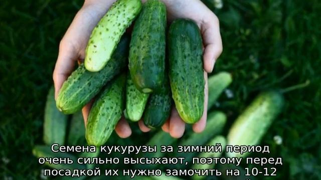 Как посадить кукурузу с огурцами вместе смотреть онлайн