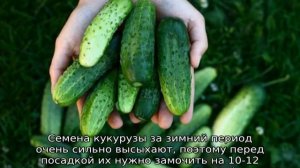 Как посадить кукурузу с огурцами вместе