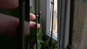 как разбудить почку у орхидеи