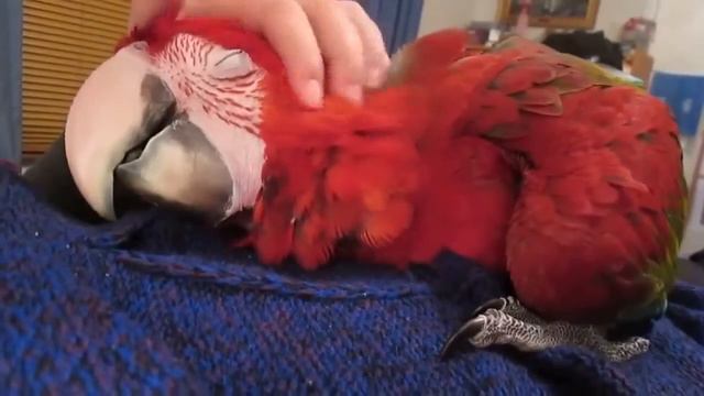 Попугай любит, когда его гладят как кота смотреть онлайн