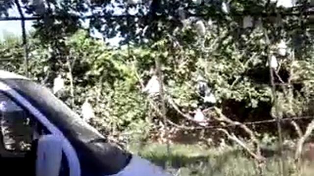 Защитные мешочки для винограда смотреть онлайн