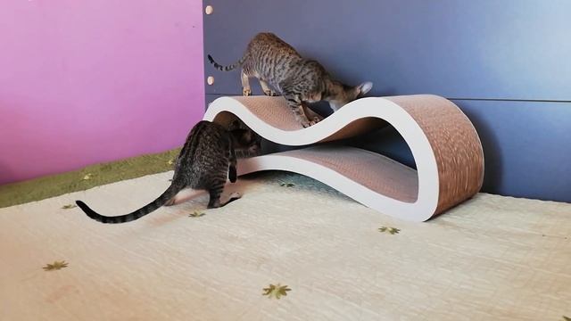 Когтеточка и ориентальные кошки смотреть онлайн