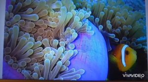 Как морские анемоны ловят рыб?