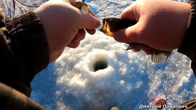ЭТИ МОНСТРЫ ПОЖИРАЮТ ВСЕ НА СВОЕМ ПУТИ! КЛЮЁТ НА КАЖДОЙ ПРОВОДКЕ. Рыбалка на мормышку