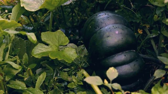 Канал о садоводстве "В гостях у мамы Оли"